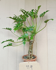 99号小天使老桩龙鳞杆蔓绿绒常绿植物盆栽一物一拍包邮