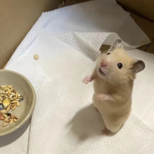 米熊金丝熊纯家养温顺可上手长毛短毛超浅仓鼠小宠物包邮包活包风