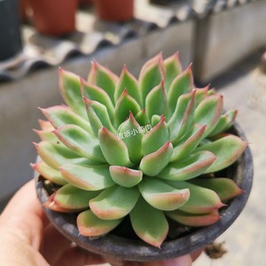 天箭座多肉植物8-9厘米全抄凑满68包邮82828282加关注送3个