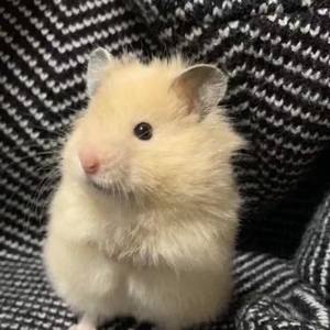 xy857269231832淘宝出售自家繁殖金丝熊仓鼠黑熊米熊虎纹熊眼圈熊