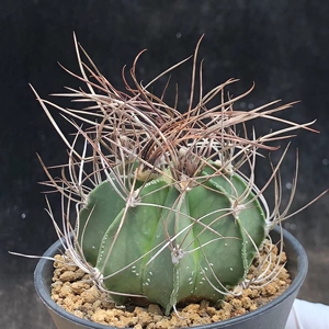 实生瑞凤玉仙人球 精选狂刺球一物一拍开花植物