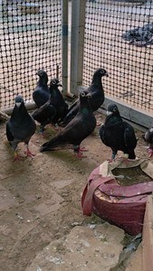 出售一批国血吴淞李鸟信鸽全部都是种鸽有四五十只没时间养了都是
