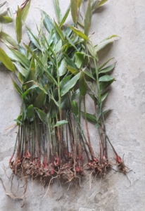 广西土特产粽子