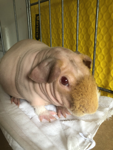 wt520abc淘宝网红荷兰猪柜子迷你小河马保温箱无毛豚鼠暖箱天竺鼠