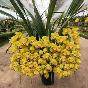 大花惠兰蕙兰带花苞带花剑黄金岁月兰花苗室内外办公室绿植盆栽简
