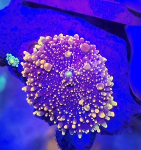 【珊瑚菇】珊瑚菇品牌,价格 - 阿里巴巴