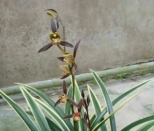 兰花 墨兰 黄金日向 绿植花卉盆栽,花期有带花苞出售,需要实