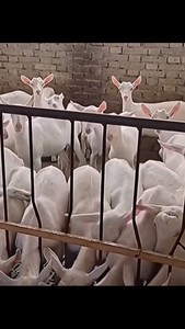 萨能奶山羊羊羔羊苗繁殖的太多，个个都是精品，欢迎视频选购