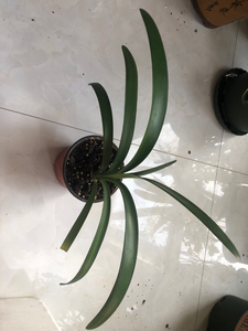 南非沼泽君子兰   叶片代线  红花绿嘴 2年多点.苗生