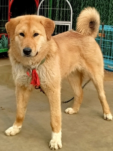 精品太行犬大笨狗种公,黄狗白面金不换,招财,金钱卷尾巴,大骨