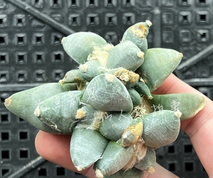 丸叶青瓷牡丹,实生