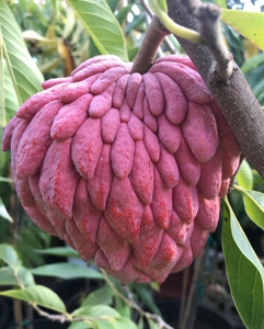 新货:澳洲红宝石释迦,红皮凤梨释迦,广东最大的结果树枝条嫁接