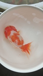 樱花兰寿,胖胖哒,颜色漂亮鲜艳好看,喜欢联系,发顺丰快递包路