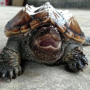 小鳄龟~超凶 吃肉全品鳄龟浅水喜欢凶猛的乌龟拍这个哦杂佛北非