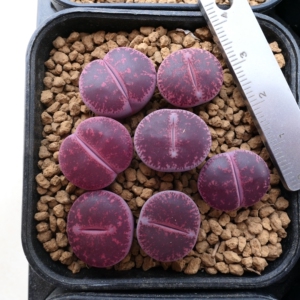 6号生石花拍卖 大窗酒红紫薰 七个