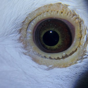 信鸽赛鸽 杨阿腾 纯白古铜眼 大体青年公鸽 省内包邮