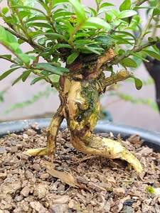 00tb5999293782淘宝亮叶忍冬微盆景 忍冬迷你盆栽 忍冬小