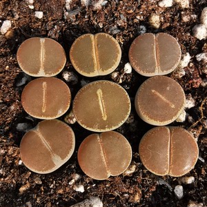 一组38元包邮 c153和田玉 全窗紫熏 两年生石花