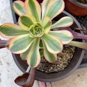 燕姿锦主头砍头苗12-15公分冠幅,如图.运费自理.法师多肉