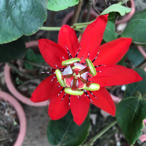 闲鱼-庭院攀爬植物红花西番莲苗盆栽西瓜西番莲少有珍稀品种:美