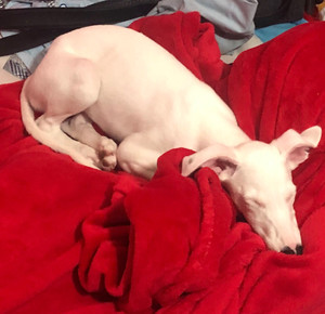 纯种白色惠比特格力犬(灵缇 细犬)马上五个月了,狗好价高.捡