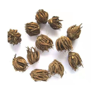 7颗混色花毛茛种球重瓣花毛茛根茎种根洋牡丹波斯毛茛芹叶牡丹根