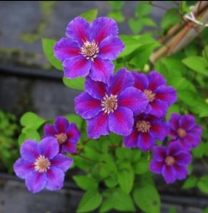 天使舞裙铁线莲