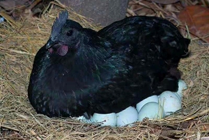 五黑鸡母苗!刚出壳已打疫苗!鸡肉营养丰富!生蛋是绿色的.10