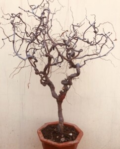 特价龙须枣树苗游龙枣树嫁接盘龙枣苗盆景地栽当年结果别墅庭院