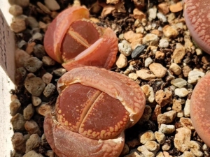 000人付款淘宝全窗红日轮生石花大窗红jb生石花多肉pp生石花批发彩色