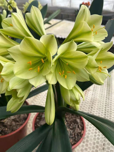 查尔斯苗 绿花君子兰 查尔斯苗绿花君子兰 二年的.