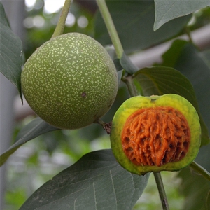 文玩青皮核桃树