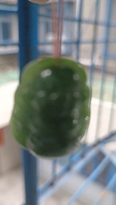 吊坠佛像是波菜绿辈翠，可以用水果刀划也可用开水淋只有自己提货