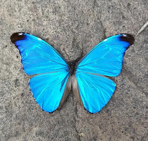 绿幽灵morpho abosoloni 闪蝶未展翅原蝶蝴蝶标