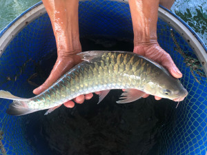 忘不了鱼马来西亚