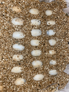 墨西哥蛋龟龟蛋,蛋形大,体质壮,2022头苗,20天左右孵化