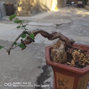 羊蹄甲镂空老桩,开白花,生长季徒长,长势过于旺盛,不好修剪定