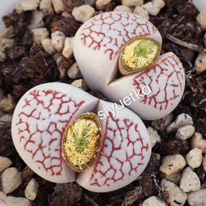 生石花 红网纹绫耀玉 灵耀玉 1.5-1.8之间 母本如图