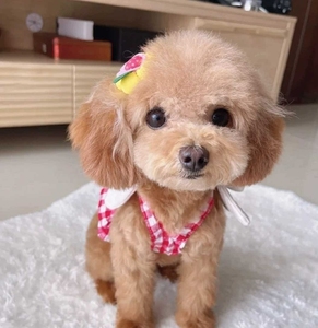 自家泰迪幼犬活物纯种家养宠物狗 可爱上不大的茶杯犬 小狗动物