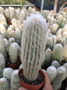 【特价】老乐柱仙人柱 仙人球 白毛白刺 满18元包邮非偏远地