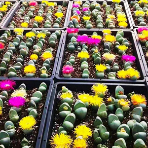 生石花金玲花多肉金玲玉屁屁花石头花屁股花室内阳台植物盆栽