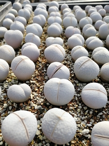 多肉 生石花 高尔夫 南蛮玉 三年株 1/1.6百起8