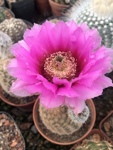 折墨虾 实生鹿角柱属 仙人球 现在有花苞了 大花  开花超美