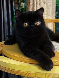 纯黑色加菲猫