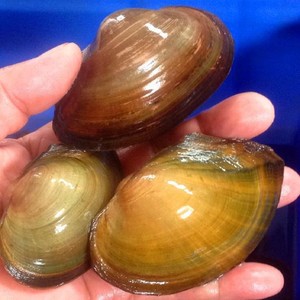 2个黄金河蚌8.8元【包邮】鳑鲏繁殖专用黄金野生的河蚌4-6