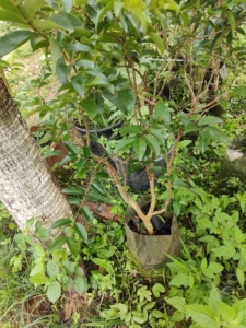 乔尼尔嘉宝果嫁接三年苗,乔尼尔树葡萄嫁接三年多的大树  .头