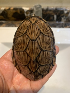 000人付款淘宝放射纹剃刀龟 满纹试蛋剃刀种母 繁殖