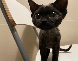 纯黑色 德文卷毛猫宠物猫