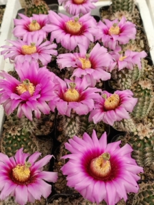 【折墨虾仙人球实生】折墨虾仙人球实生品牌,价格 - 阿里巴巴