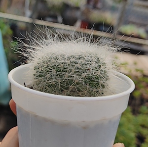 仙人球 长毛雪原玉翁 毛很长~包邮非偏远